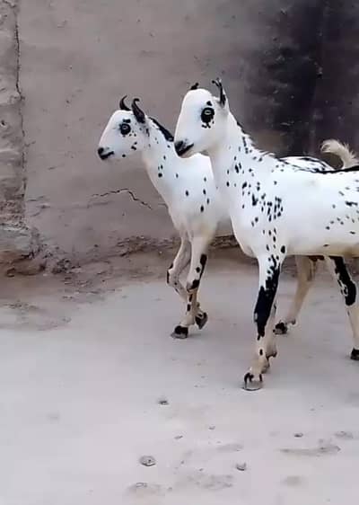 Burbari | Bakra | Breeder | Goat | Cheena