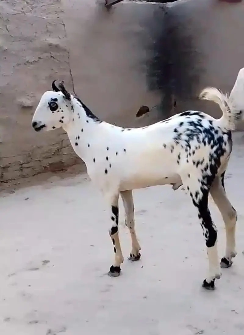 Burbari | Bakra | Breeder | Goat | Cheena — photo 2