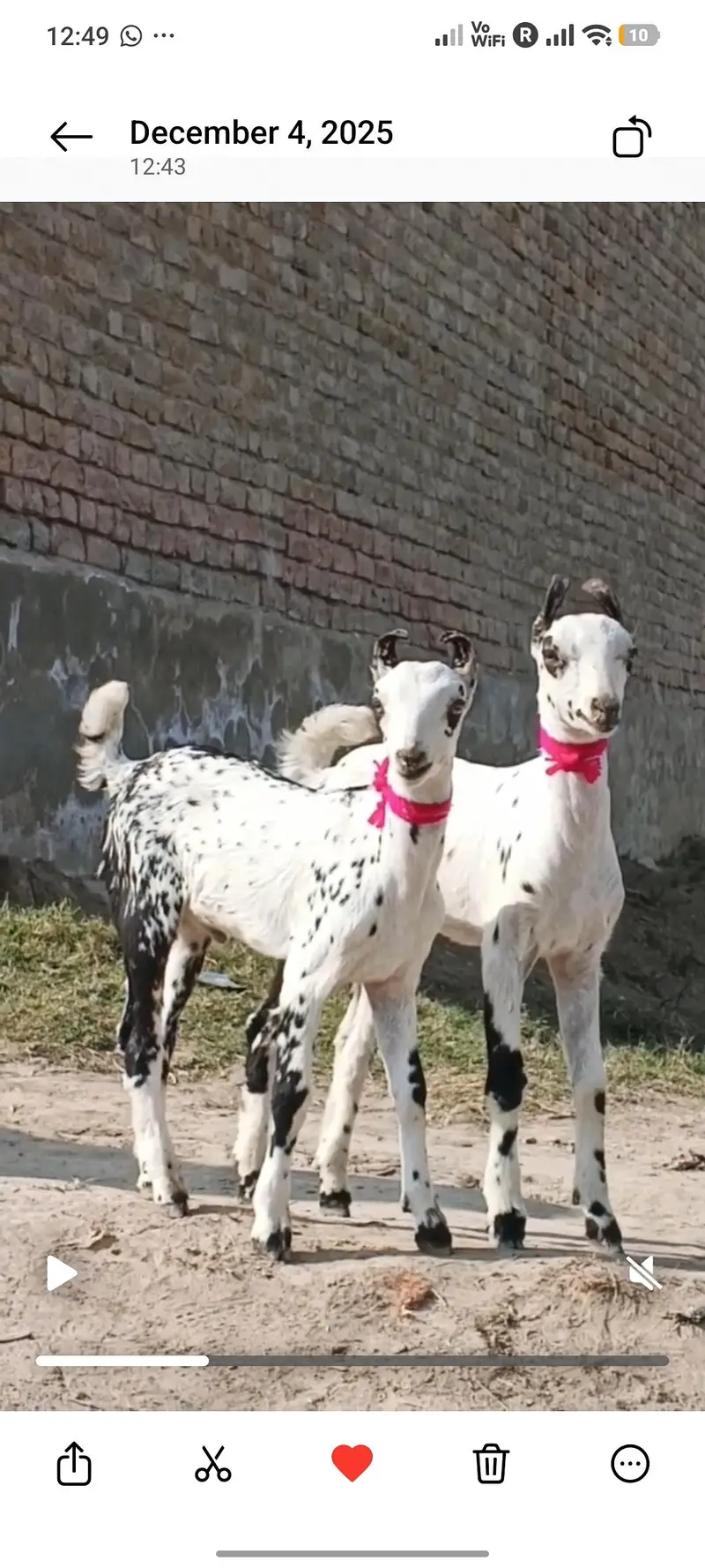 Burbari | Bakra | Breeder | Goat | Cheena — photo 3
