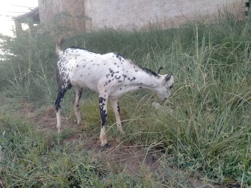 Burbari | Bakra | Breeder | Goat | Cheena — photo 5