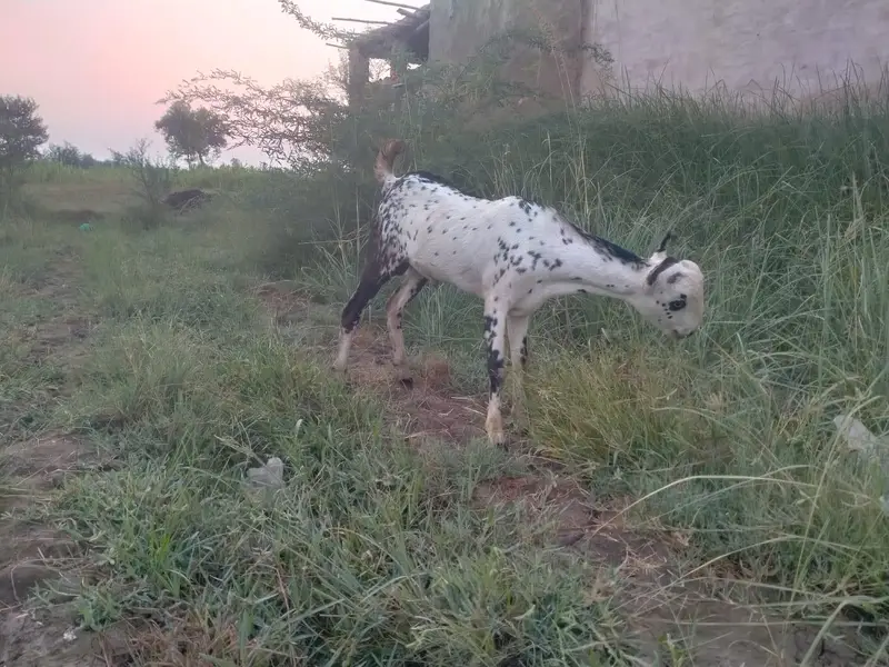 Burbari | Bakra | Breeder | Goat | Cheena — photo 6