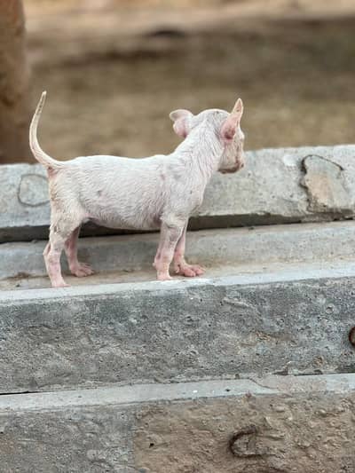 Gultair female pup pure breed