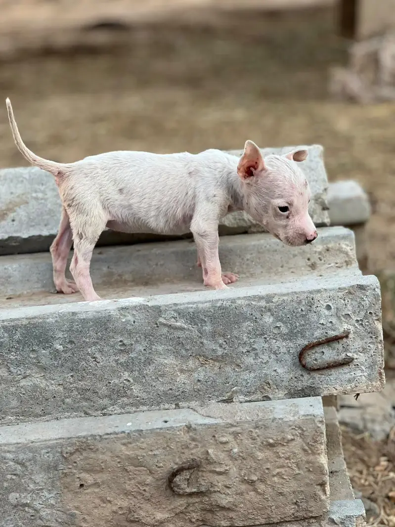 Gultair female pup pure breed — photo 2