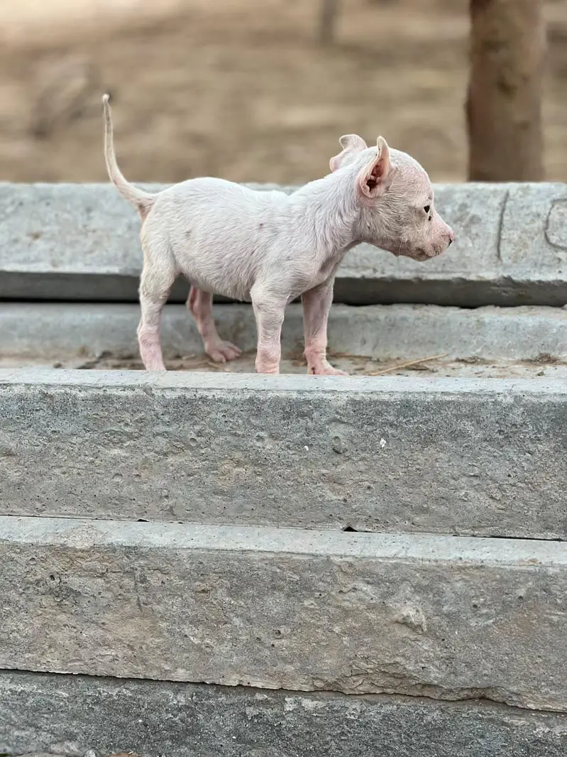 Gultair female pup pure breed — photo 3