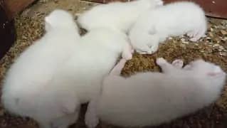 پرشین کیٹ کے کٹن   لینے کے لیے رابطہ کریں03251230030 2