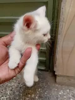 پرشین کیٹ کے کٹن   لینے کے لیے رابطہ کریں03251230030 9