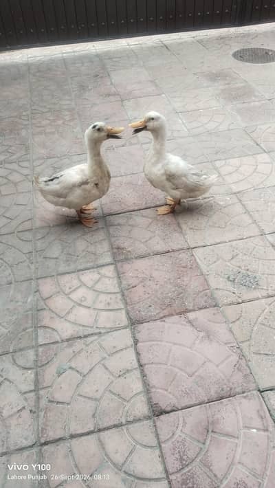 03415372737