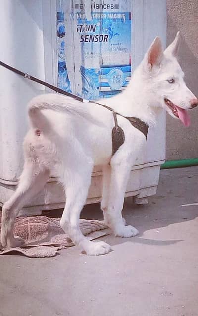 male puppy for sale