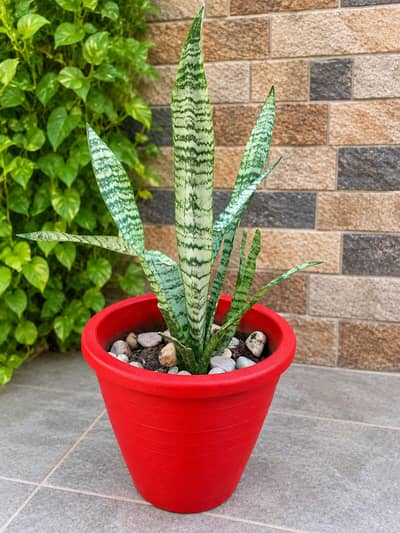 snake plant