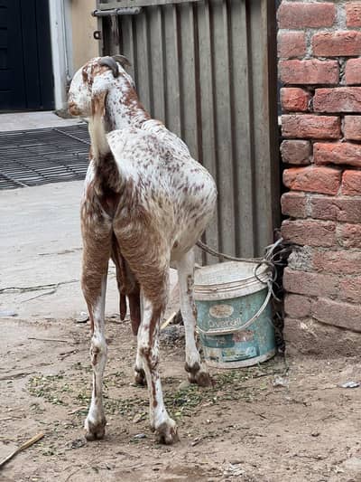 Breeder Bakri Makhi Cheeni
