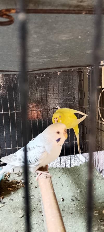 confirm breeder