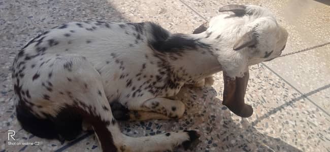 Bakra