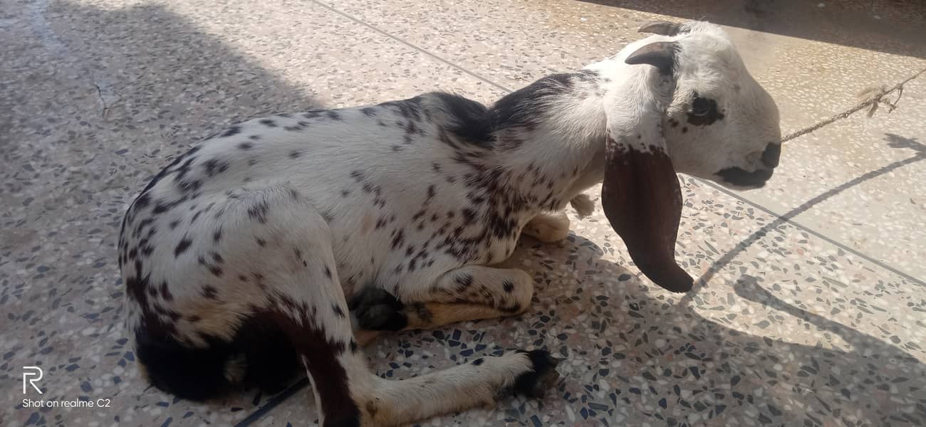 Bakra 1
