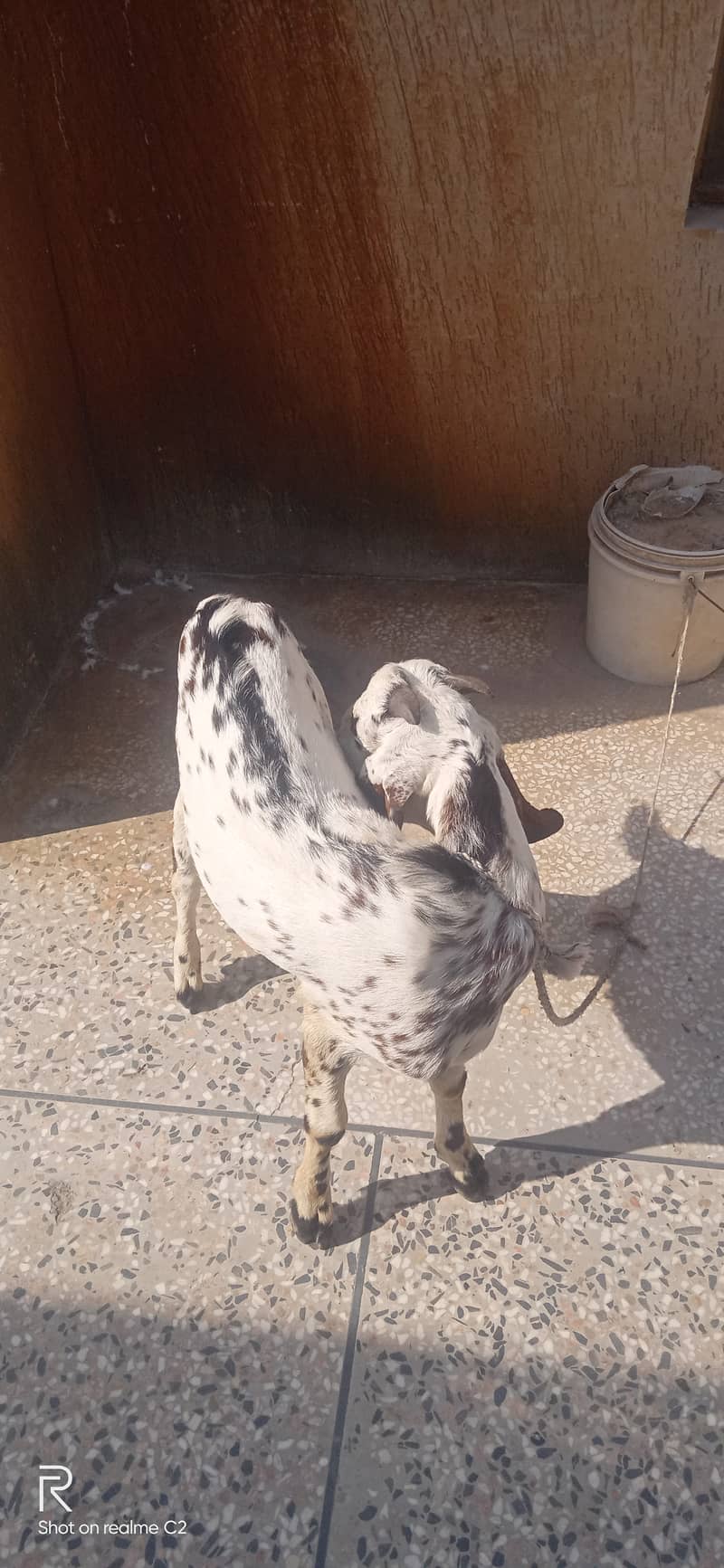 Bakra 2