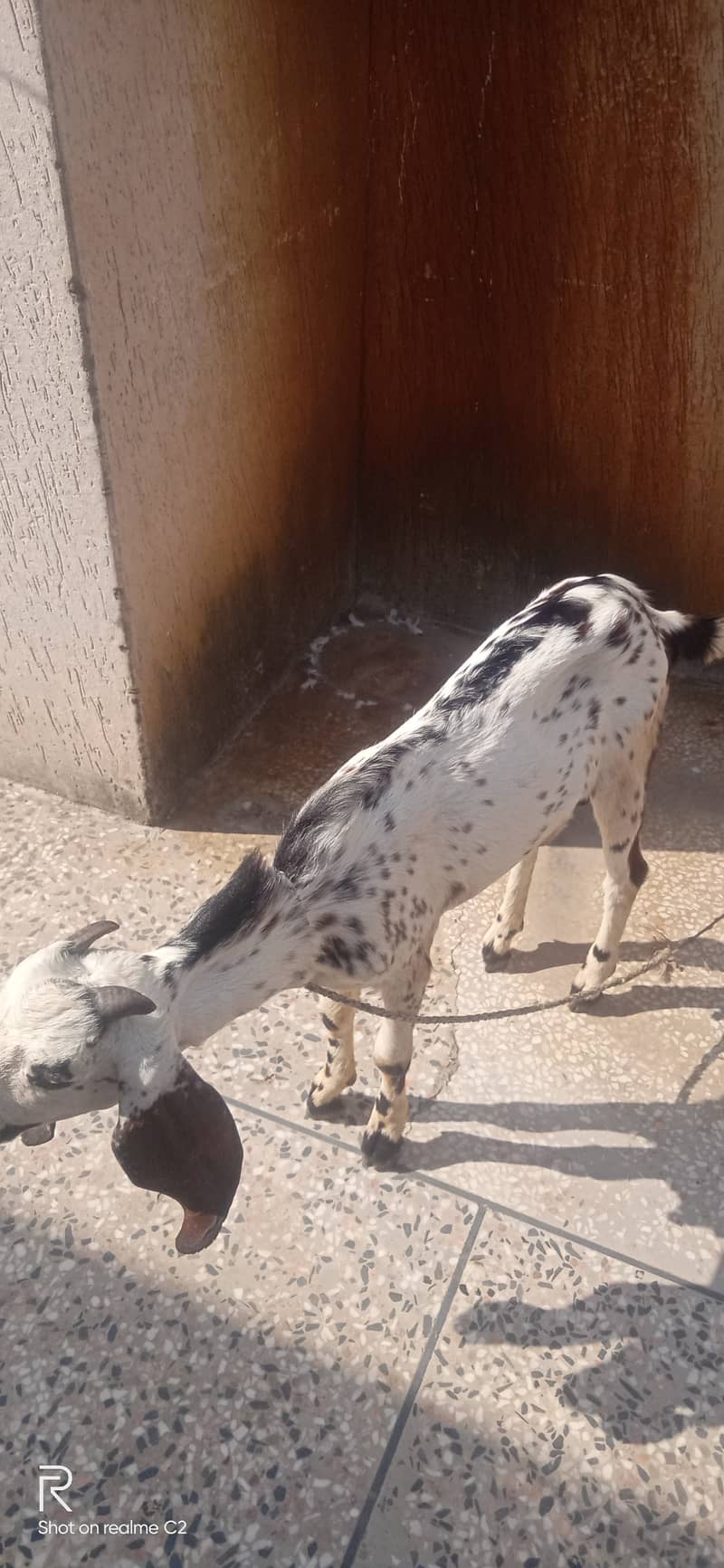 Bakra 3