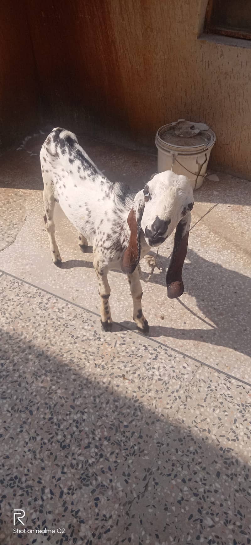 Bakra 4