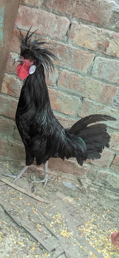 polish breeder male