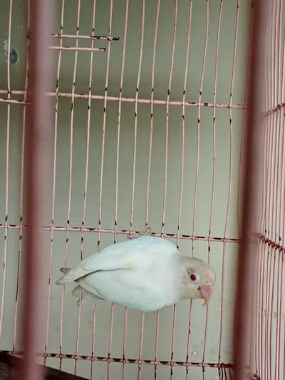 albino red eyes and two aseel pathiya