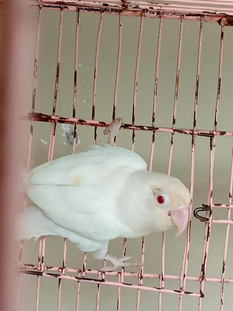albino red eyes and two aseel pathiya — photo 2