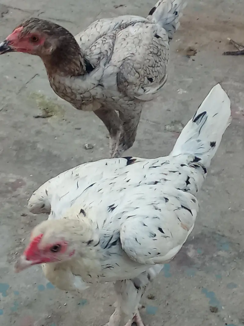 albino red eyes and two aseel pathiya — photo 3