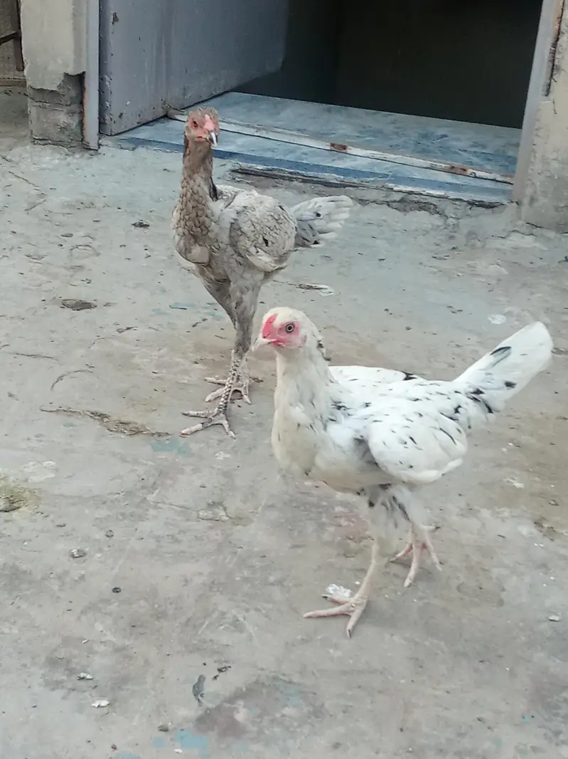 albino red eyes and two aseel pathiya — photo 4