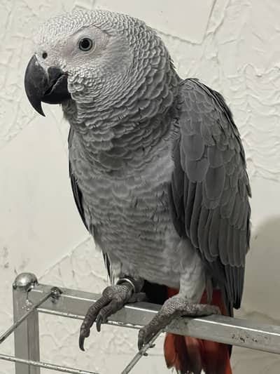 African grey parrot 1 year age hand tame.