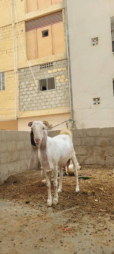gulabi bakri