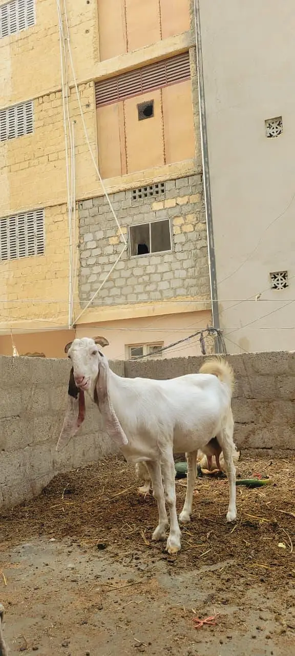 gulabi bakri — photo 2