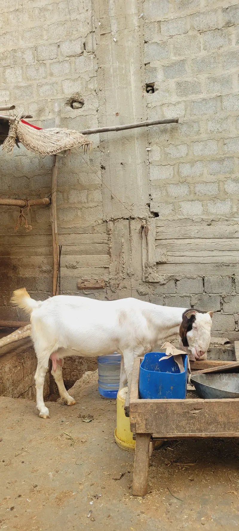 gulabi bakri — photo 3