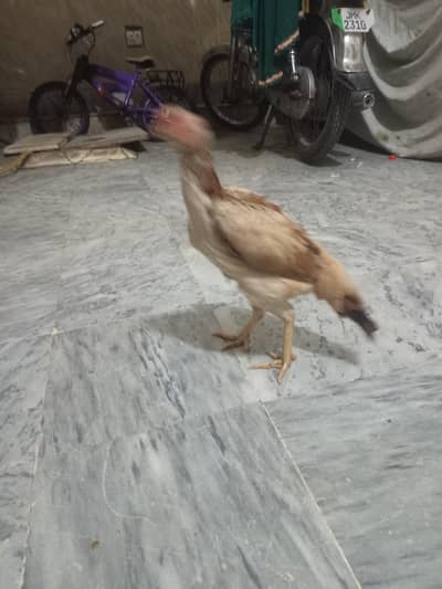 jaga ka masla ha