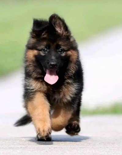 German shepherd puppies dog for sale