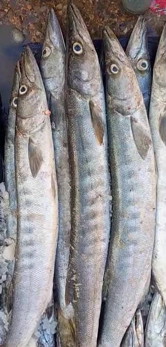 shikar ki fresh fish available