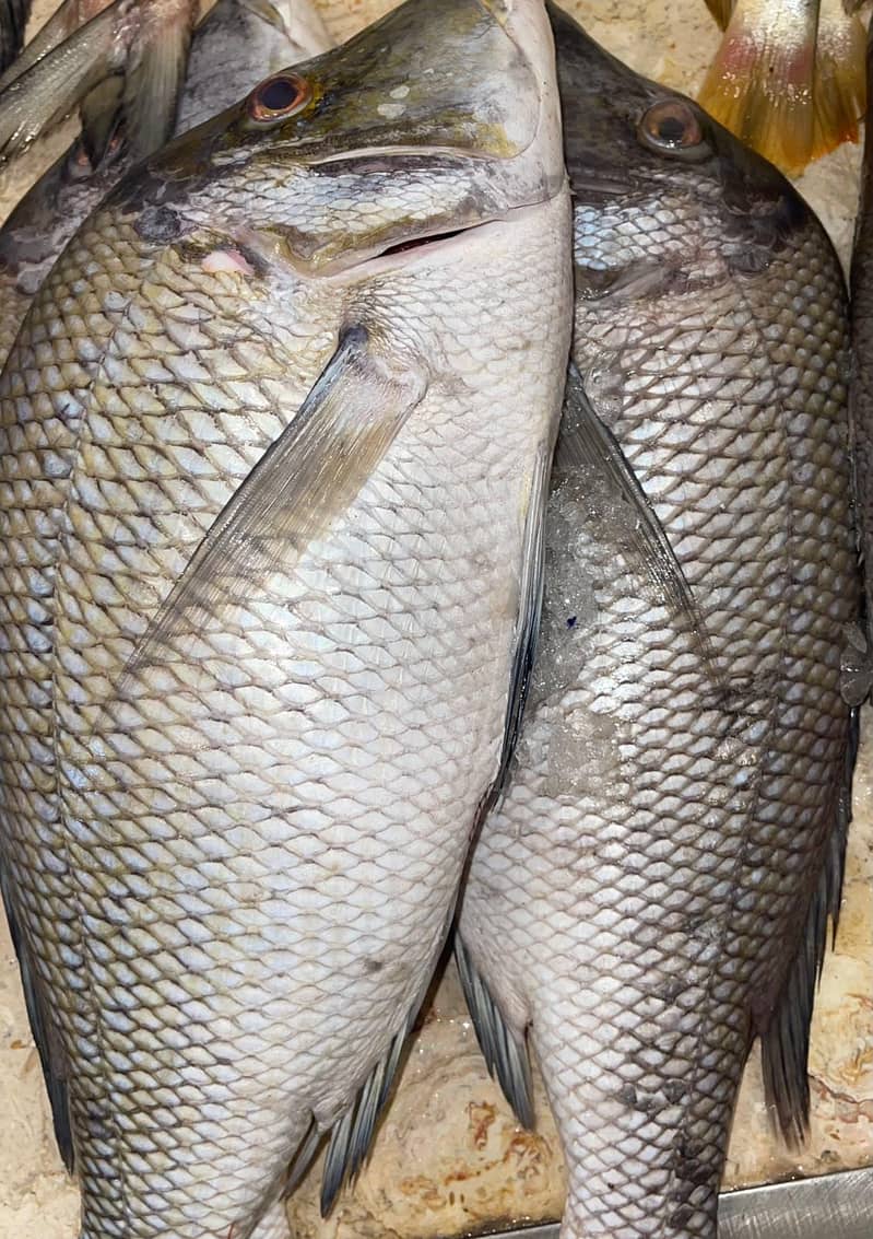 shikar ki fresh fish available - Fish - 1119753302
