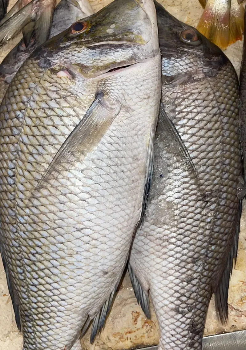 shikar ki fresh fish available — photo 2