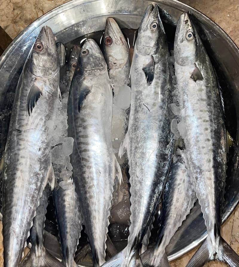 shikar ki fresh fish available - Fish - 1119753302