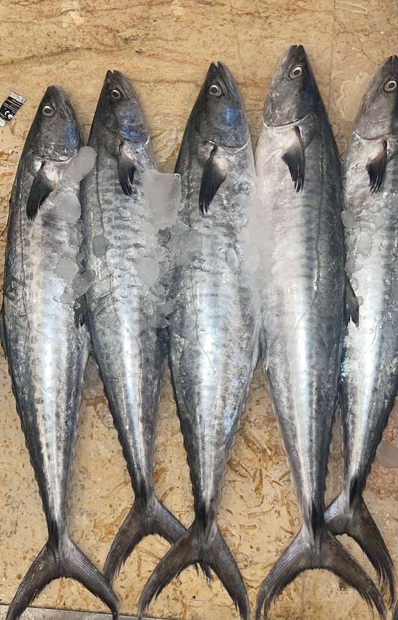 shikar ki fresh fish available - Fish - 1119753302