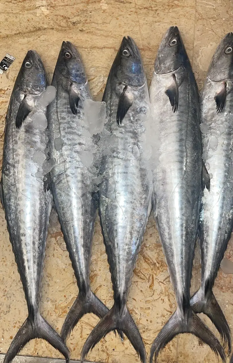 shikar ki fresh fish available — photo 4