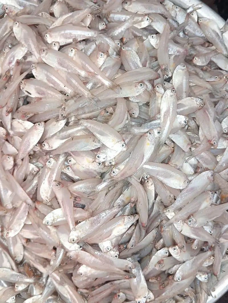 shikar ki fresh fish available — photo 5