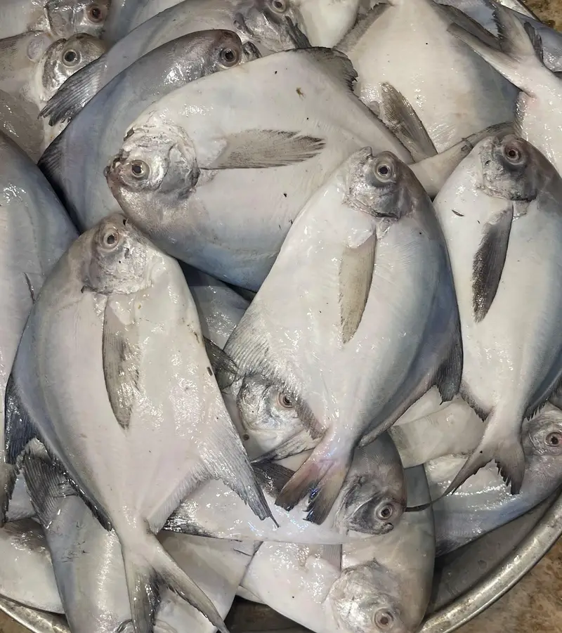 shikar ki fresh fish available — photo 6