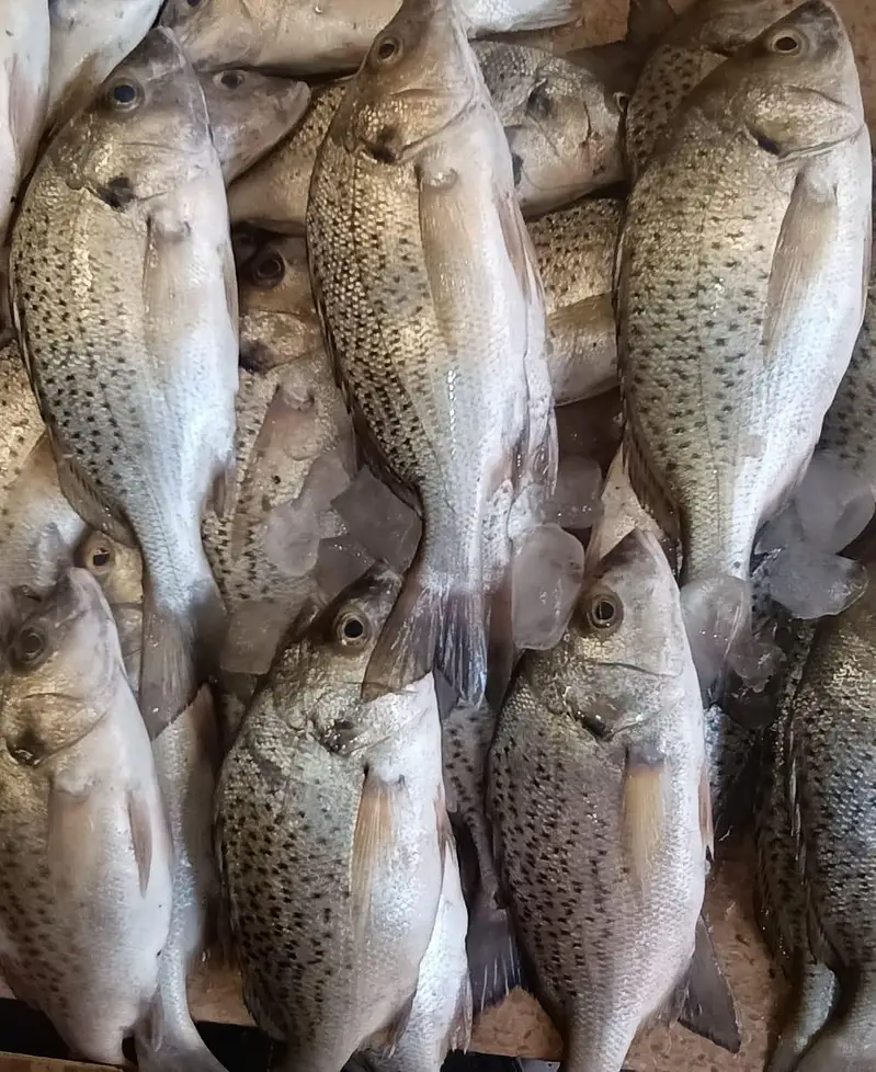 shikar ki fresh fish available — photo 7