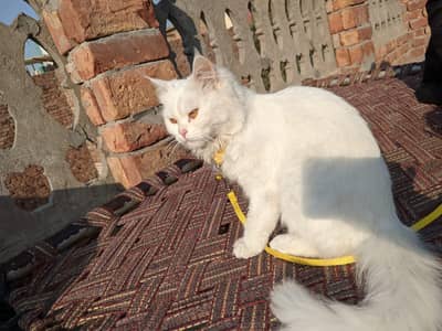 parsion cat
