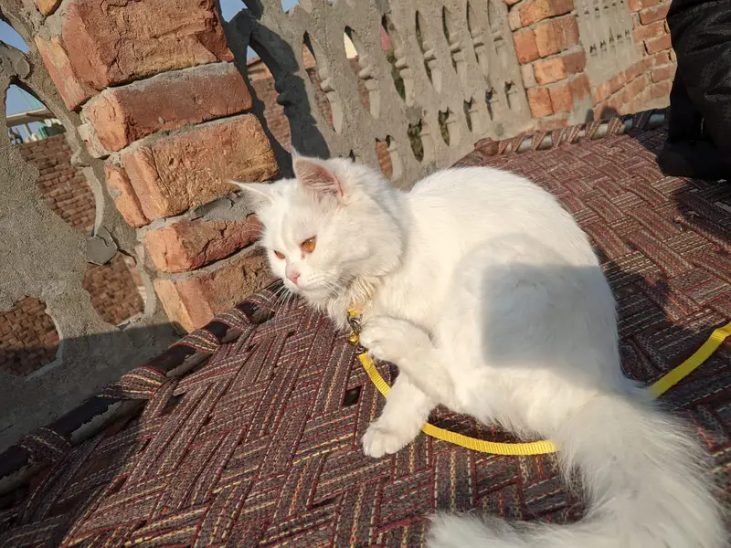 parsion cat — photo 2