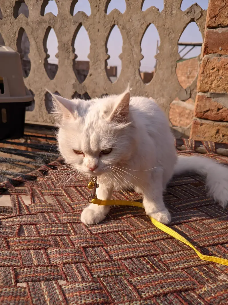 parsion cat — photo 3