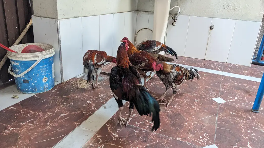 murgha aseel — photo 5