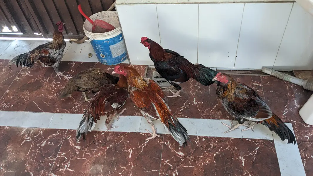 murgha aseel — photo 6