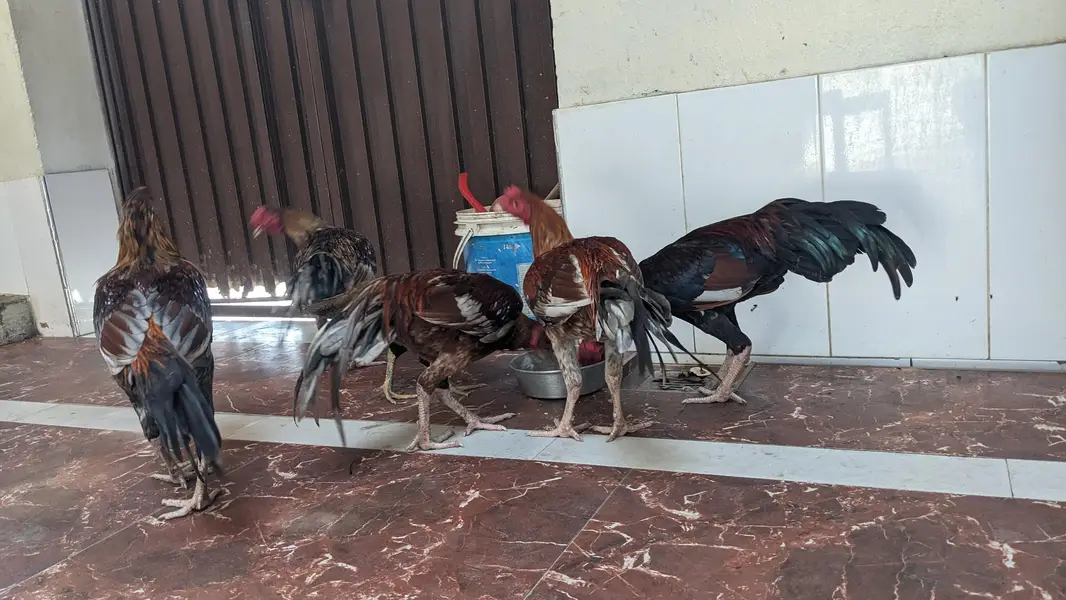 murgha aseel — photo 7