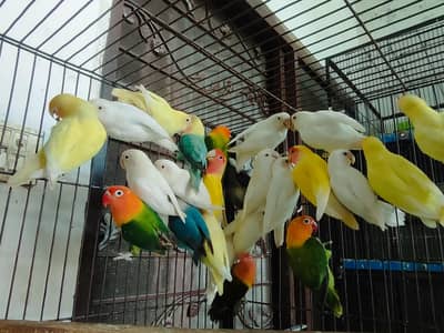 COLOR LOVE BIRDS