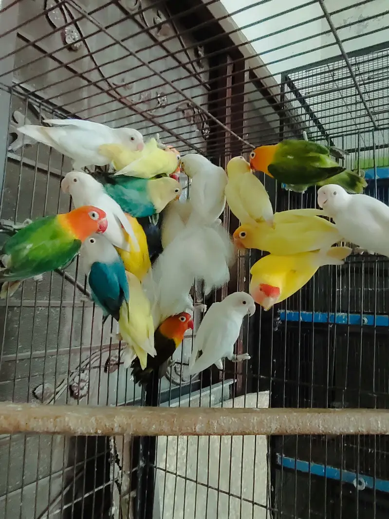 COLOR LOVE BIRDS — photo 2