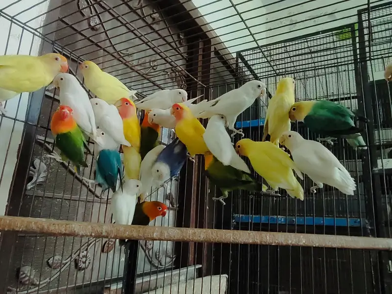 COLOR LOVE BIRDS — photo 3