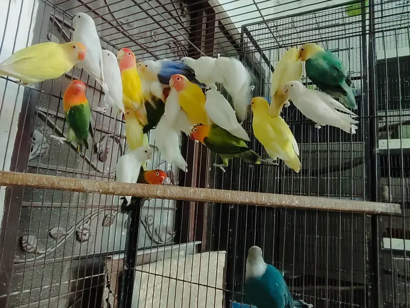 COLOR LOVE BIRDS — photo 4